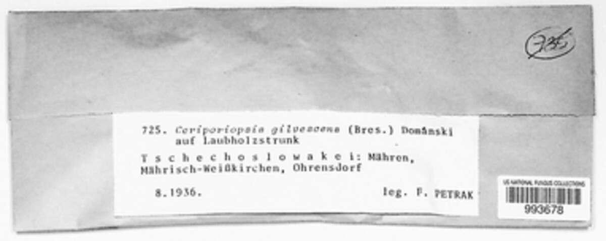Mycoacia gilvescens image